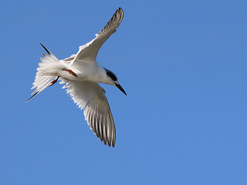 The aerobatic Forster's Tern.