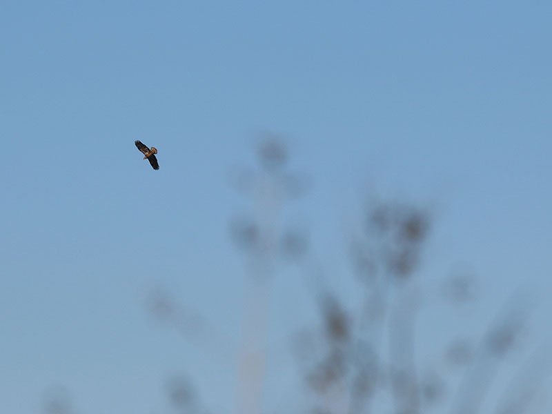 A large, darkly colored bird flying high over White Rock Lake.