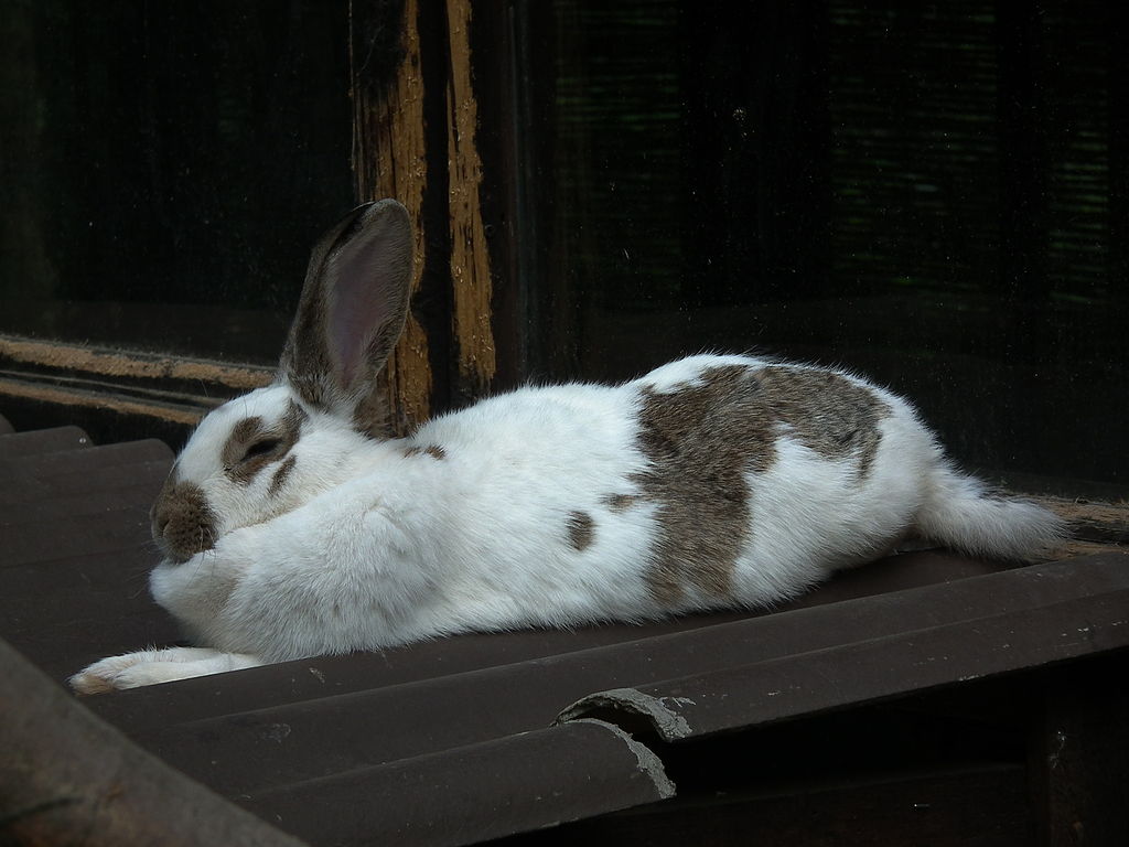A piebald rabbit.  Photograph courtesy Wikimedia Commons.