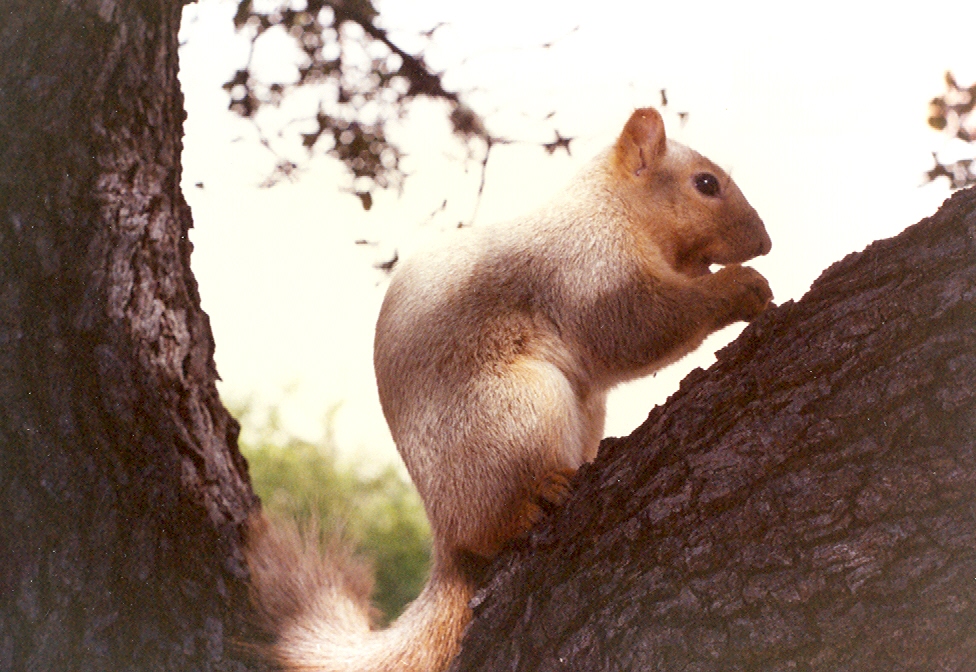 A blond Fox Squirrel photographed in Austin, Texas.