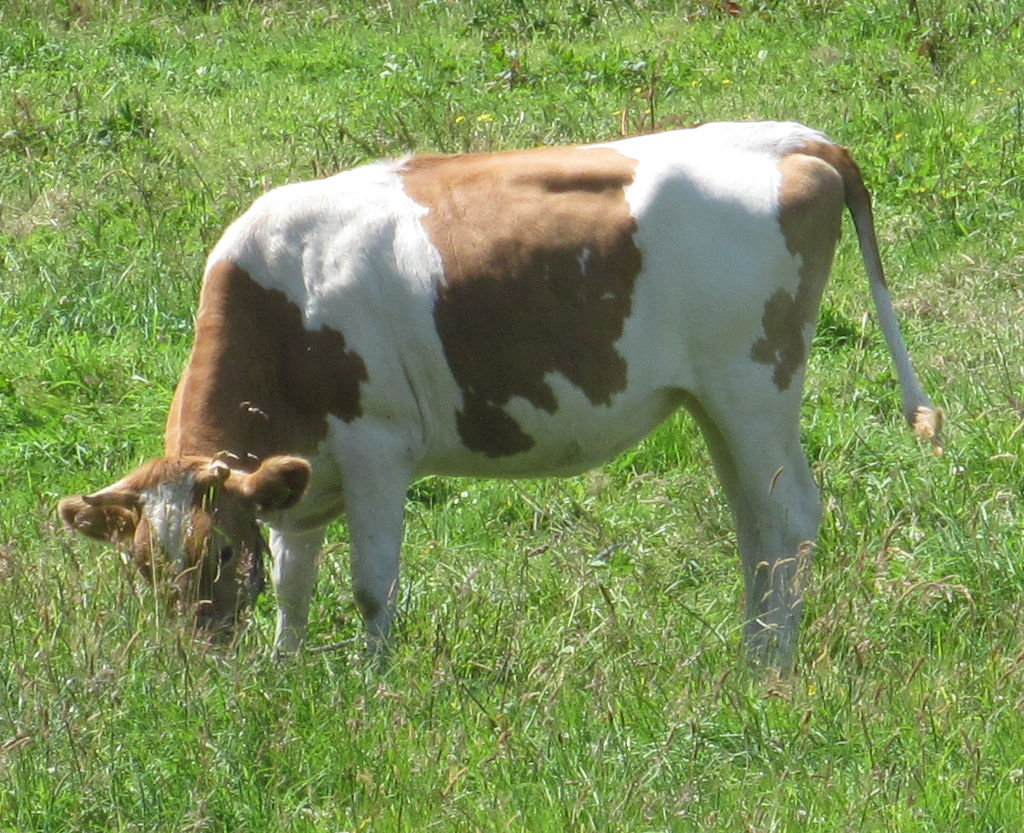 A piebald cow  Photograph courtesy Wikimedia Commons.