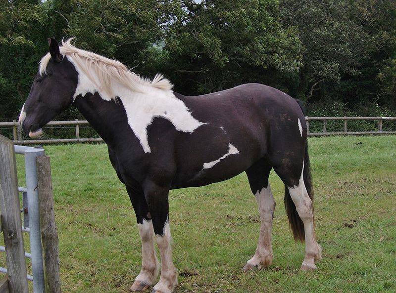 A piebald horse.  Photograph courtesy Wikimedia Commons.