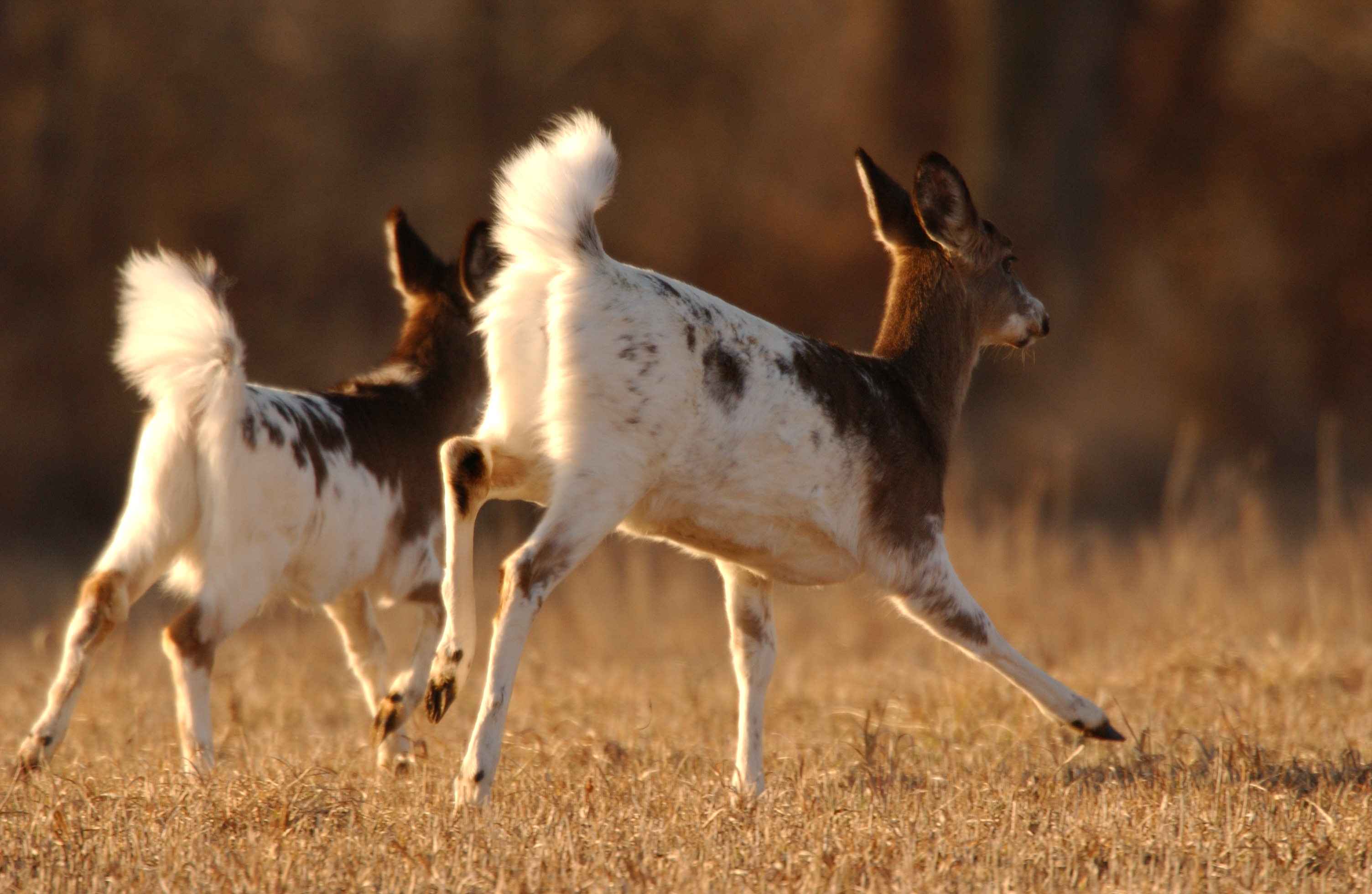 Piebald White-tailed Deer.  Photograph courtesy Wikimedia Commons.