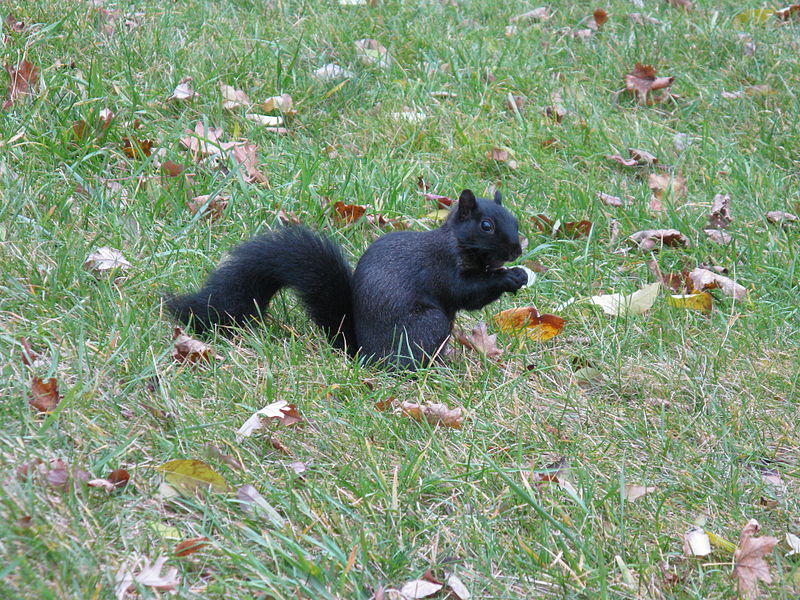 A melanistic squirrel.  Photograph courtesy Wikimedia Commons.