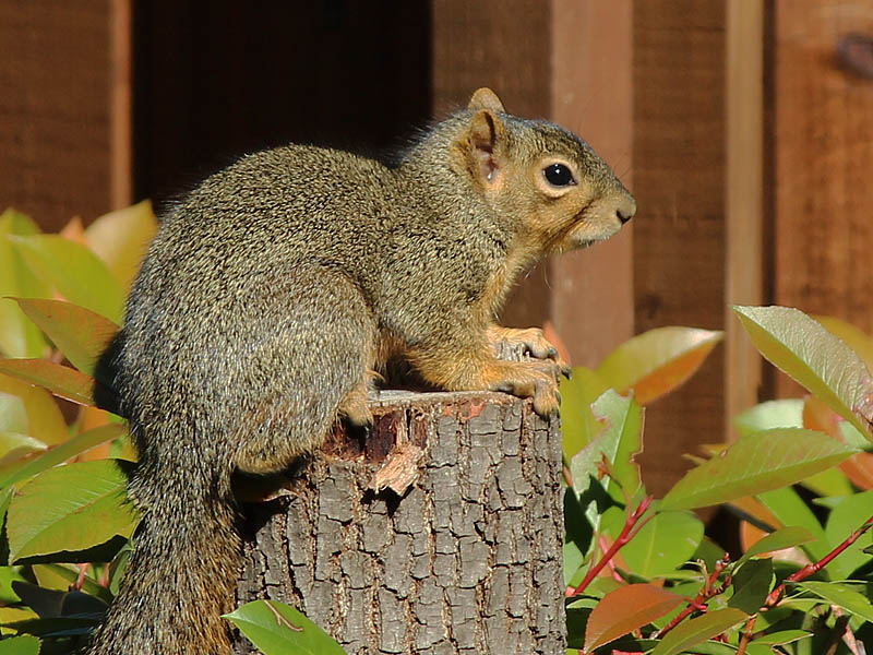 A more typically colored Fox Squirrel.