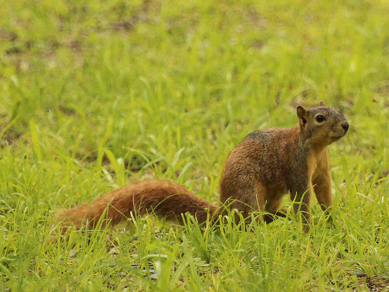 A Fox Squirrel about halfway through her seasonal molt.