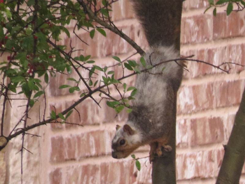 A piebald Fox Squirrel observed in Carrollton, Texas.