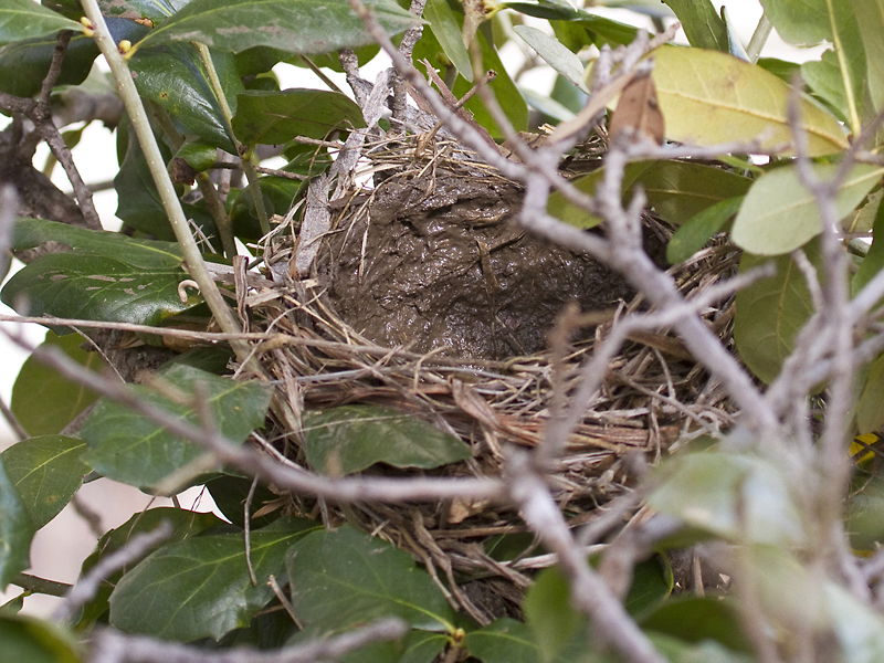 The inside of the robin's nest lined with soft, wet mud.
