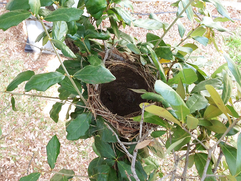 An adobe nest.