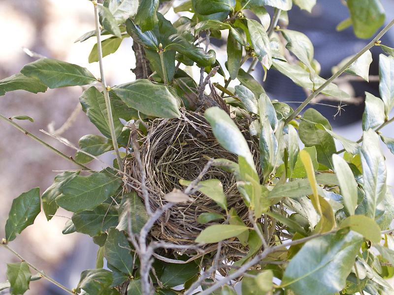 The completed nest.