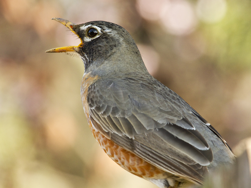 The robin vocalized frequently.