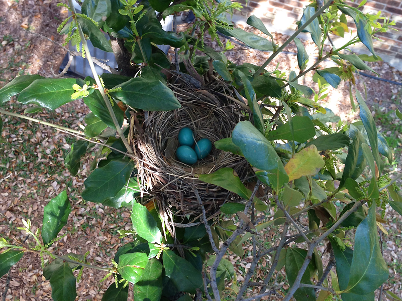 Three perfect turquoise American Robin eggs!
