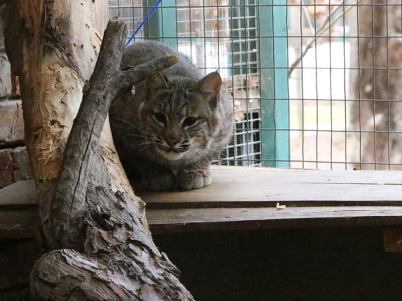 Josey The Orphaned Bobcat Kitten – Update Six