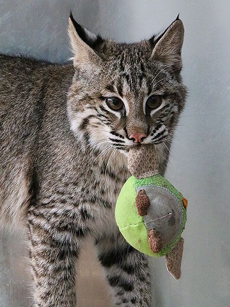 Josey The Orphaned Bobcat Kitten – Update Six