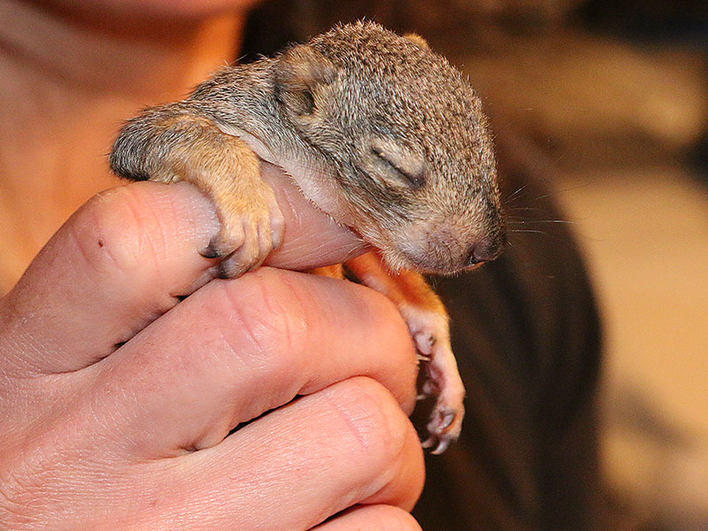A juvenile Fox Squirrel, so young that its eyes are still closed.