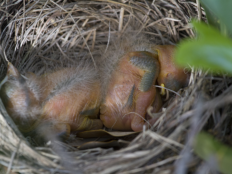 The two surviving robin chicks.  The fate of the third hatchling is unknown.  Photograph courtesy Phil Plank.