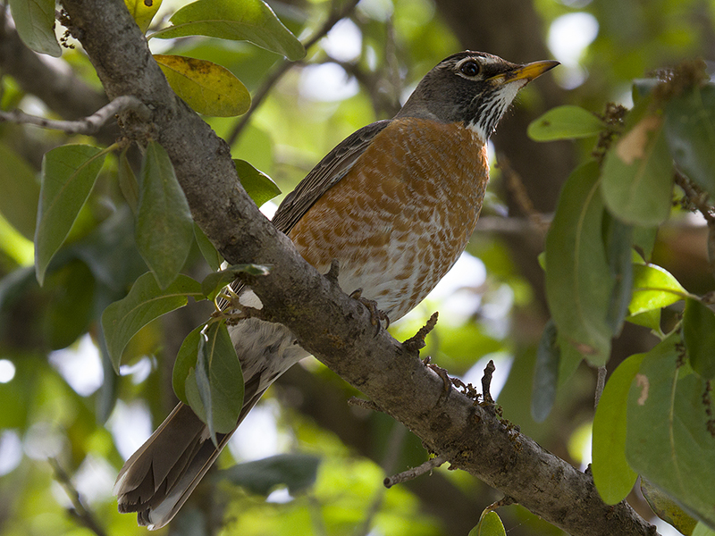 Another female American Robin was observed in the immediate area.  Photograph courtesy Phil Plank.