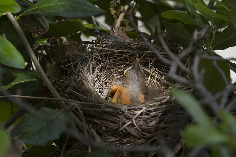 The female robin returns to the nest with a mouthful of caterpillars for her brood.   Photograph courtesy Phil Plank.