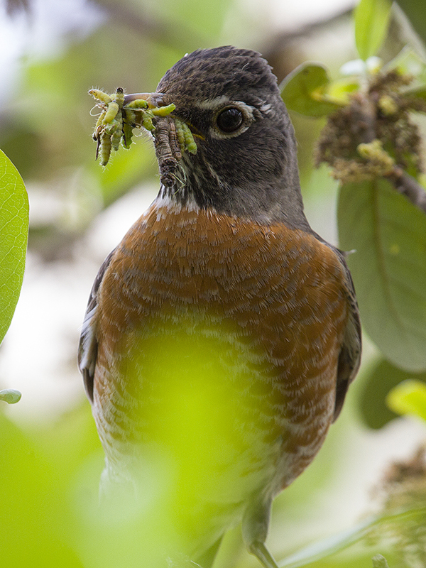 I count anywhere from 12 to 15 caterpillars in the robin's mouth.  Photograph courtesy Phil Plank.