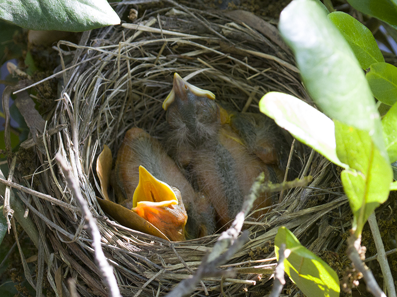 Day old baby American Robins.  Photograph courtesy Phil Plank.