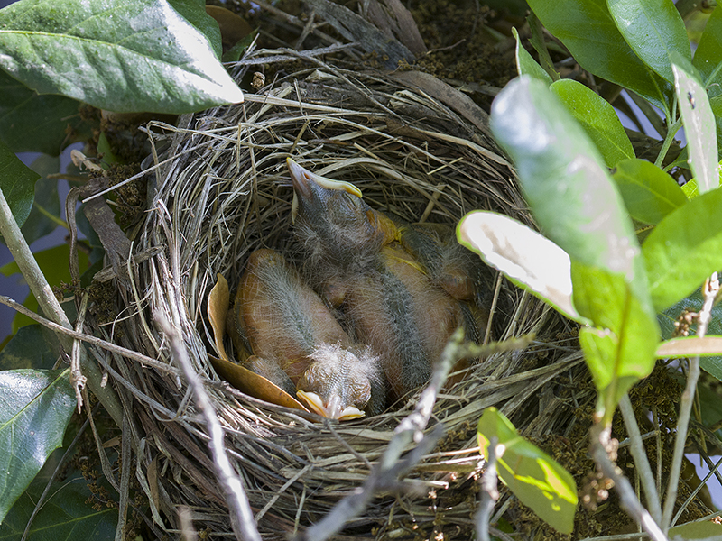 Peacefully sleeping in the nest.  Photograph courtesy Phil Plank.