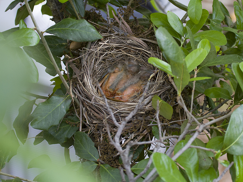 The American Robin's nest in context.  Photograph courtesy Phil Plank.