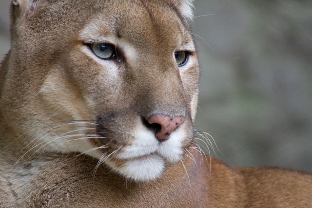 Mountain Lions in the Metroplex?