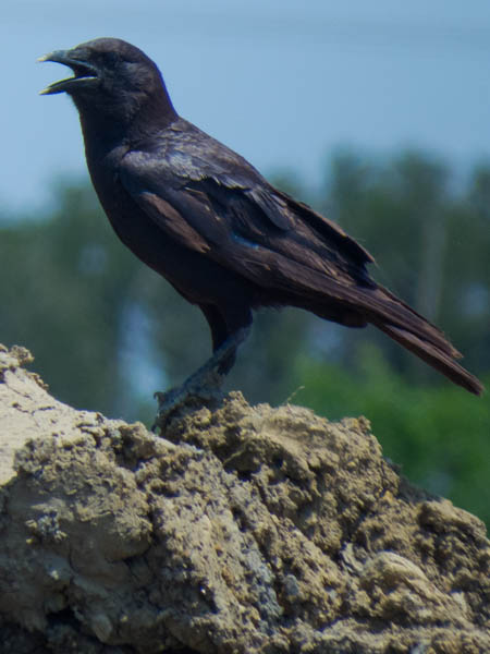 An American Crow.