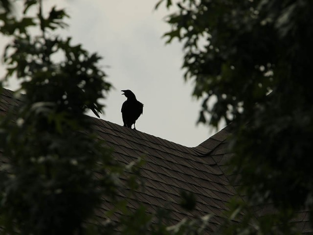 Soon the American Crows begin to arrive!