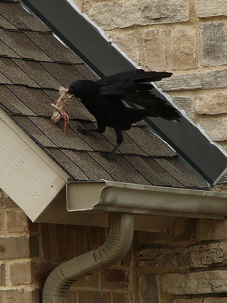 An American Crow making off with a rabbit's foot!