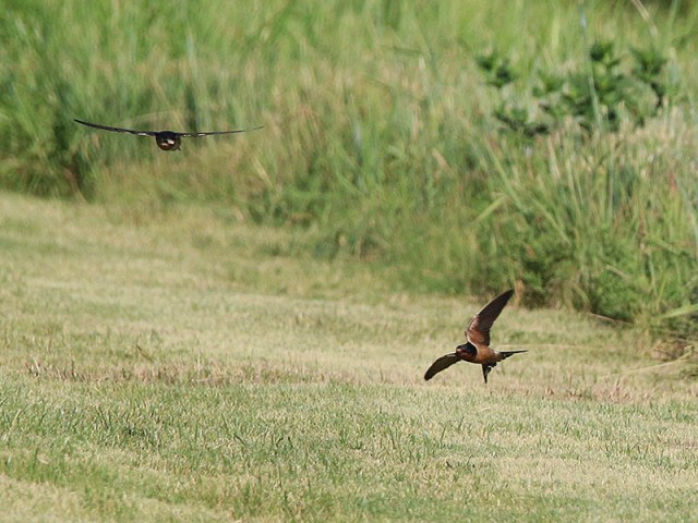 Barn Swallows feeding on mosquitos and the like.