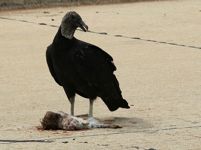 A Black Vulture feeding on a roadkill rabbit.