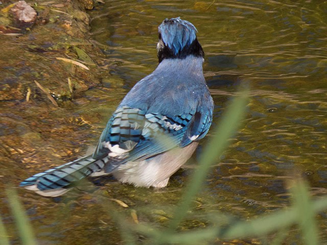 A Blue Jay.