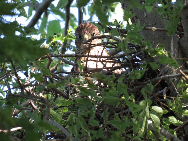 A juvenile Cooper's Hawk in the nest.