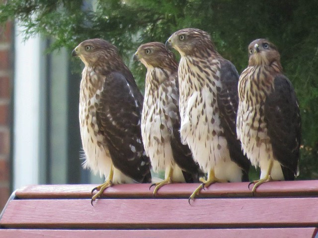 The four siblings.  Two males (small) and two females (big).