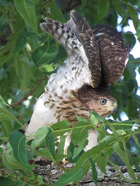 A young Cooper's Hawk preparing to take flight.