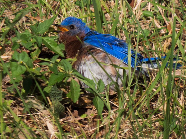 An Eastern Bluebird.