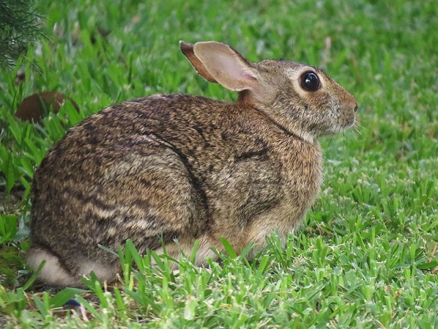 This rabbit is a little tentative, but not enough so to flee.  Even just a few feet away he was just not that impressed with the pups.
