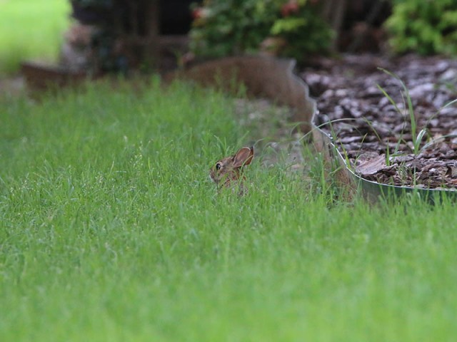 A juvenile cottontail, just a few days out of the nest.