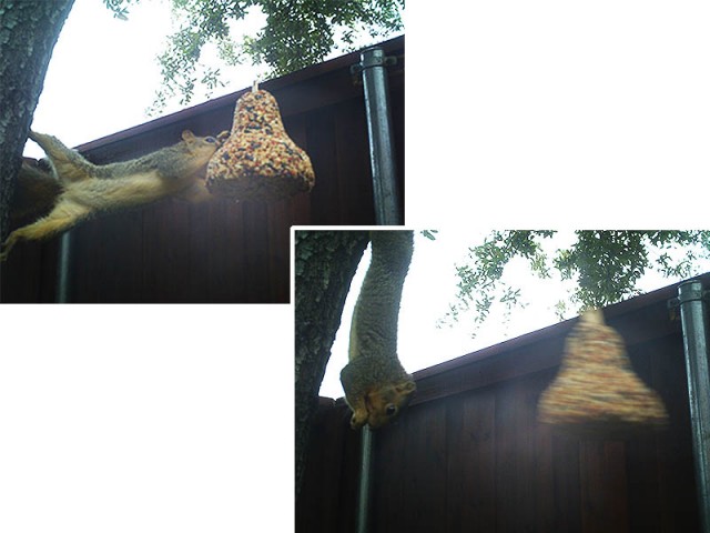 Raiding the bird feeder.
