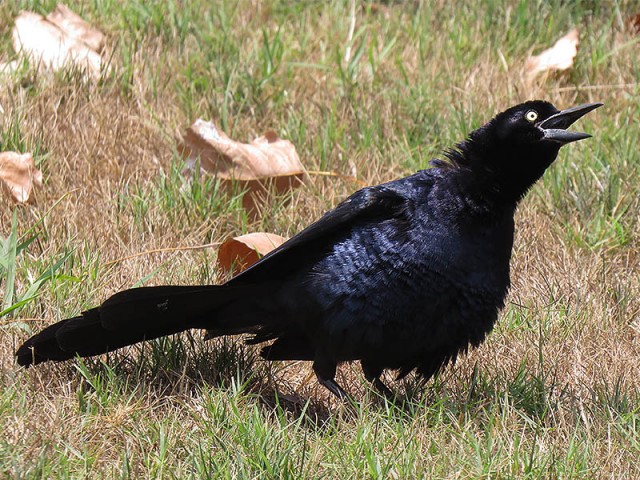 A love-mad male Great-tailed Grackle.
