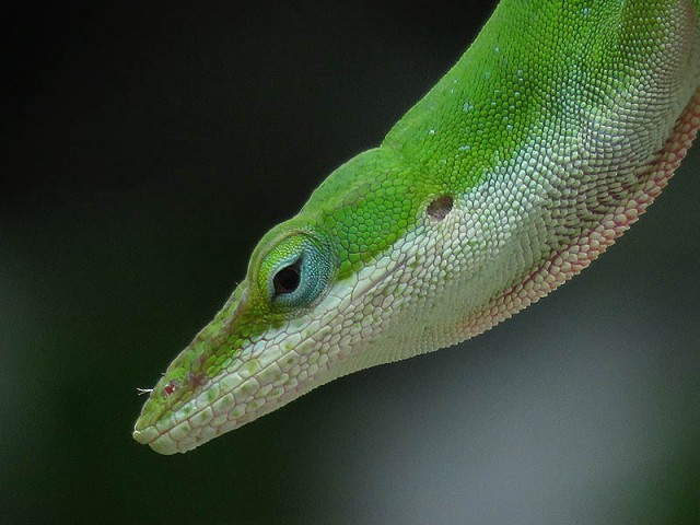 A male Green Anole.