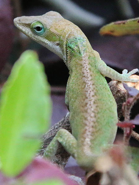 A female Green Anole, as evidenced by the stripe running down the center of her back.