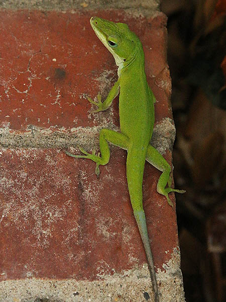 A Green Anole with a recent regenerated tail.  Can you see the division between old and new?