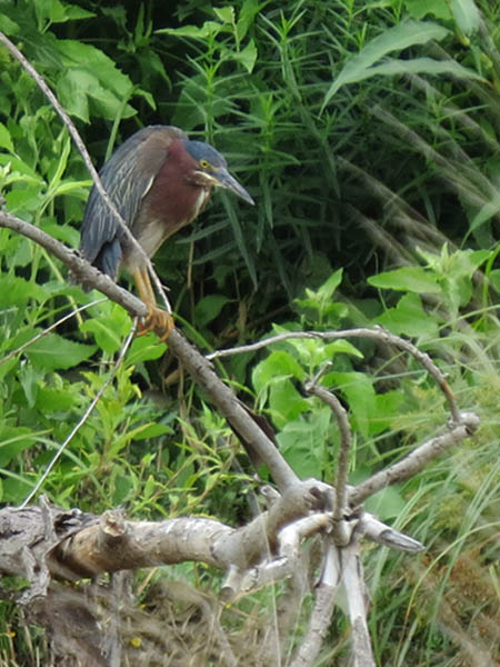 A hungry Green Heron.