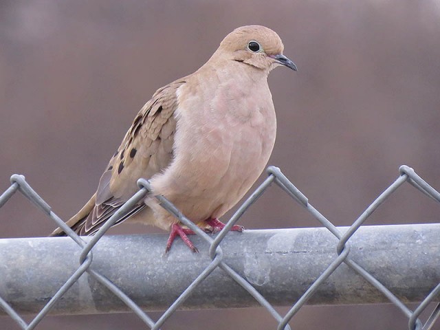 An adult Mourning Dove.