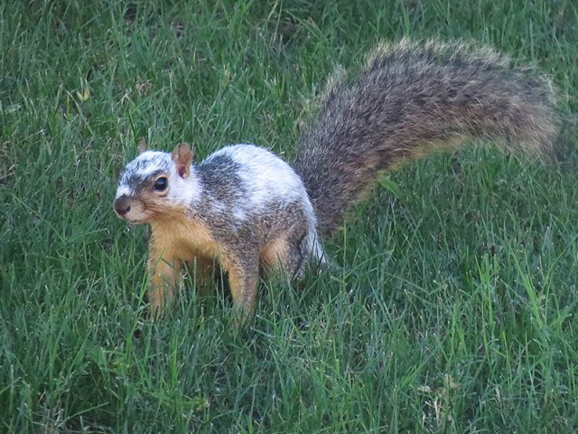 A piebald Fox Squirrel.