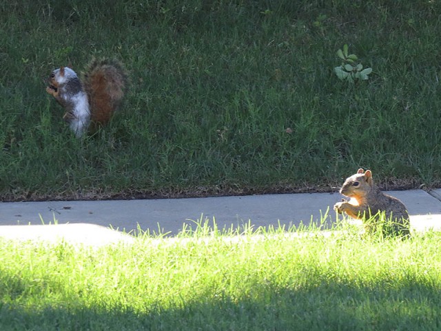 A piebald Fox Squirrel eating with a friend.