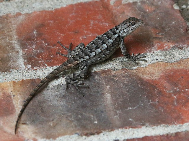 A Texas Spiny Lizard.