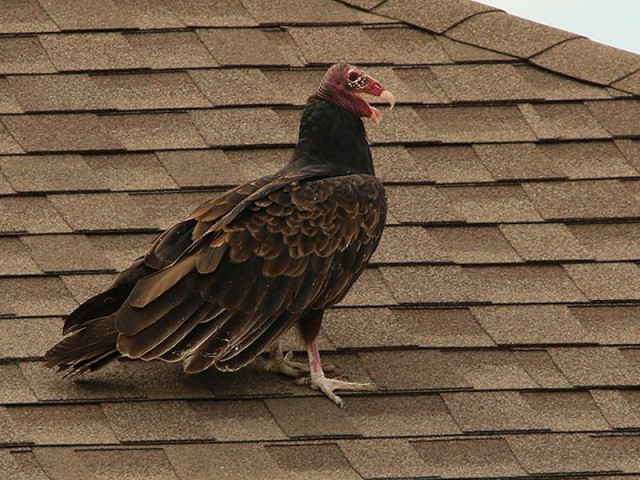 A Turkey Vulture watching from a nearby roof top.